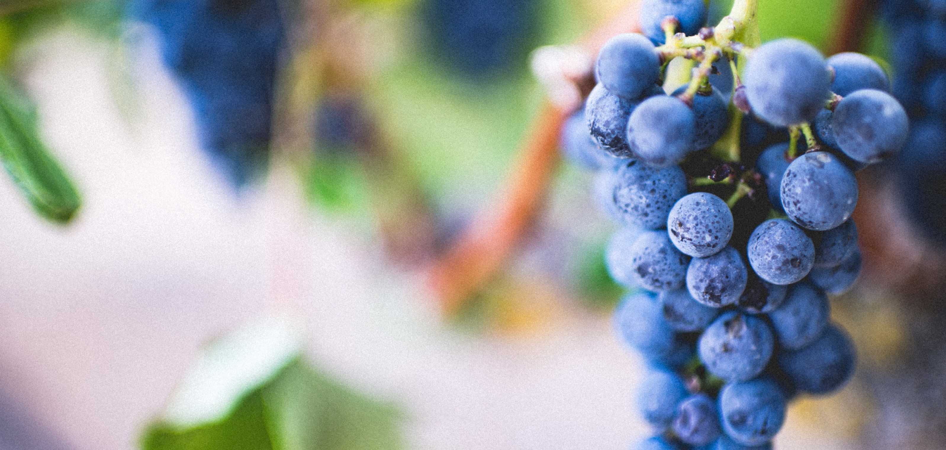 Grapes on a vine