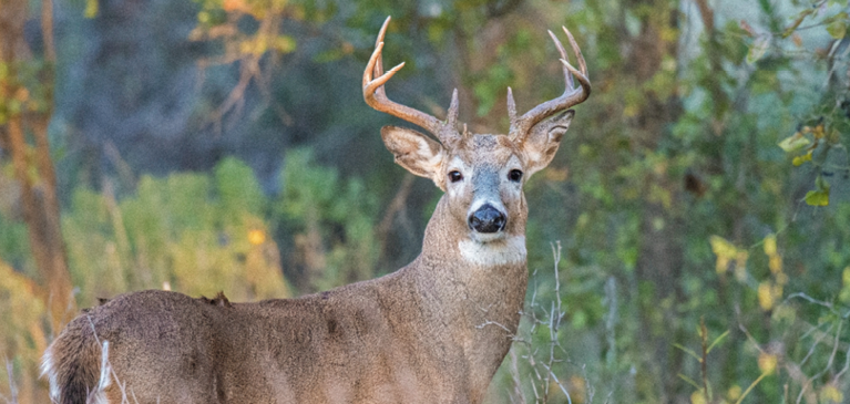 Hunters can win cash for their deer
