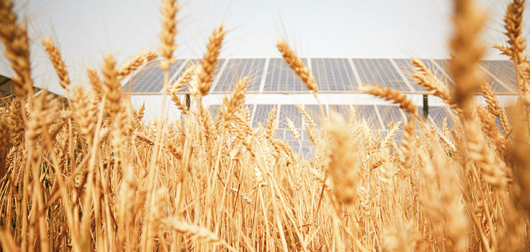 Image of wheat and solar panels