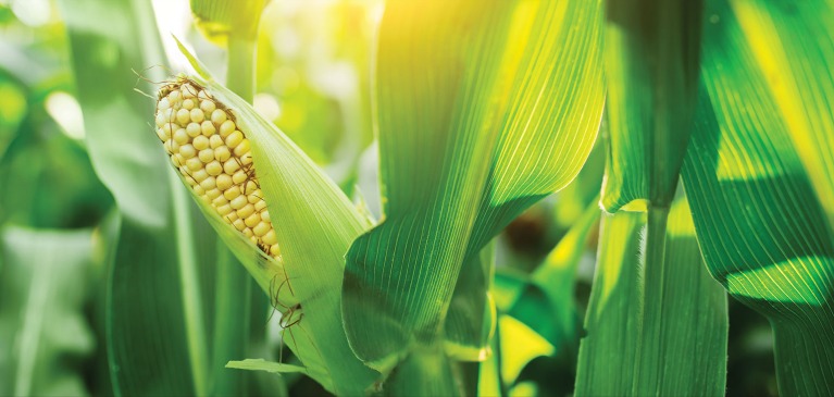 Corn