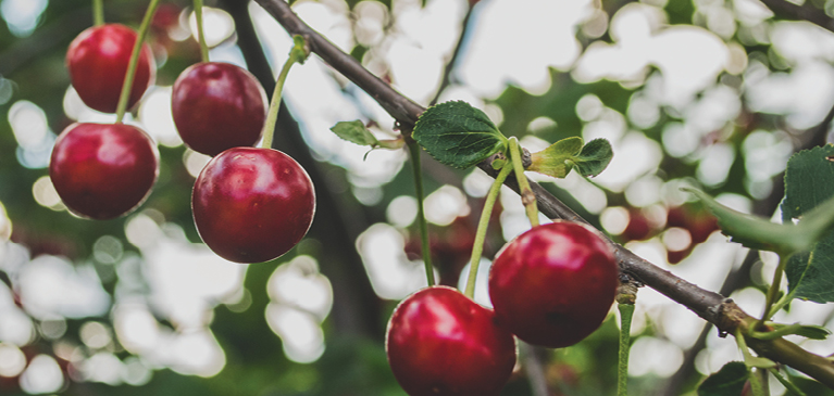 Cherries
