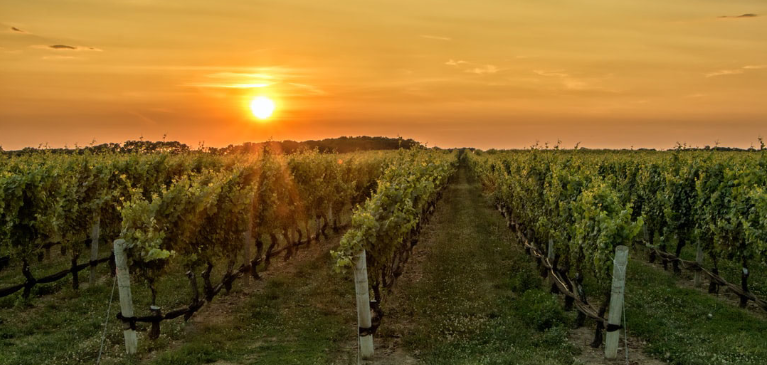 Wine Outlook