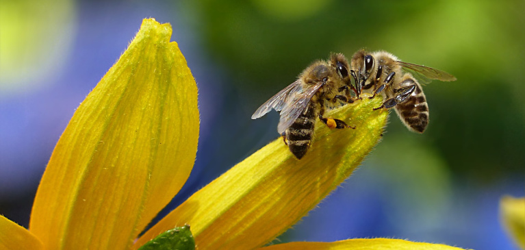 Bee on flower