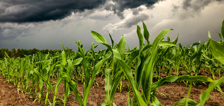 field, corn