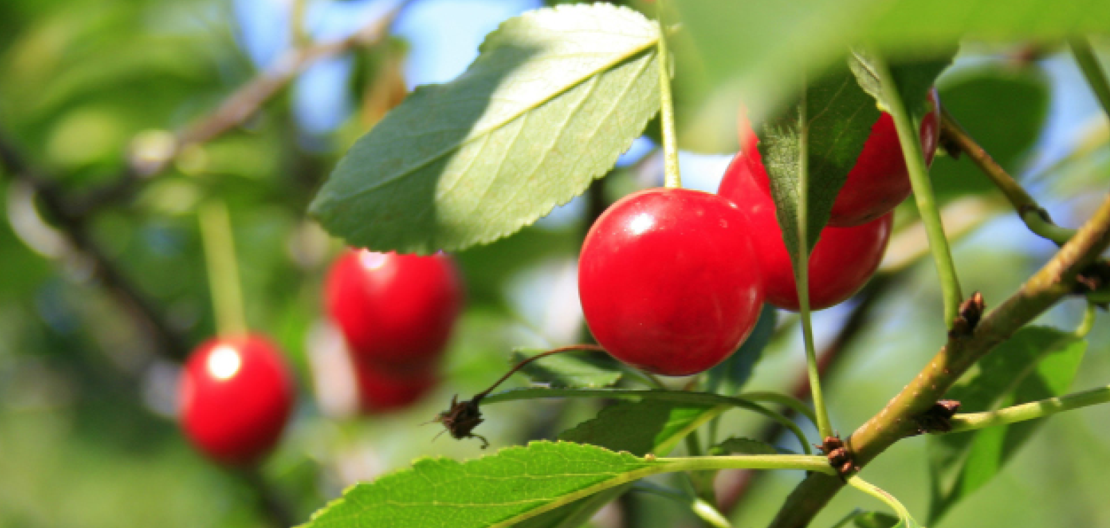 Red cherries on the tree