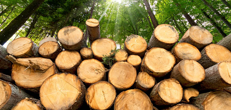 trees cut and stacked
