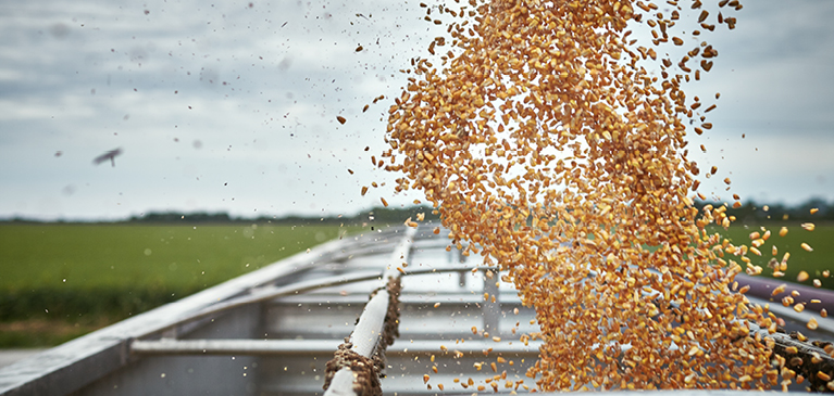 Corn flows into an open trailer on a sunny day.