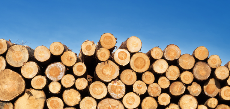 logs under sky