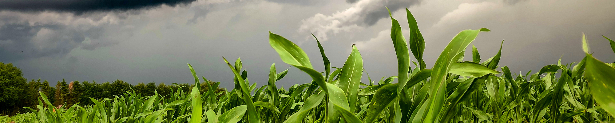 Corn field with storm clouds