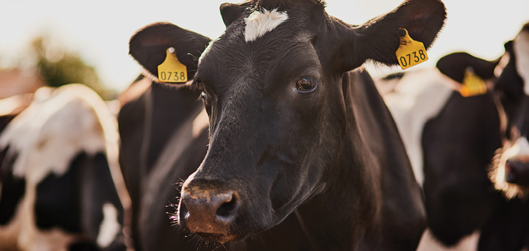 Cow with ear tags.