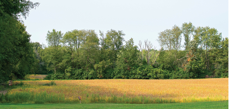 Field