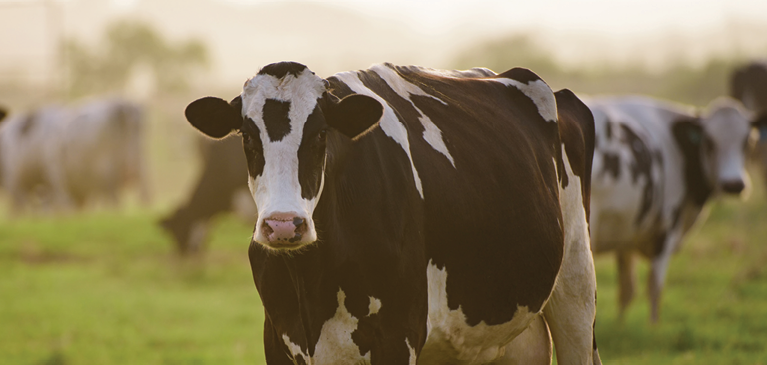 cow