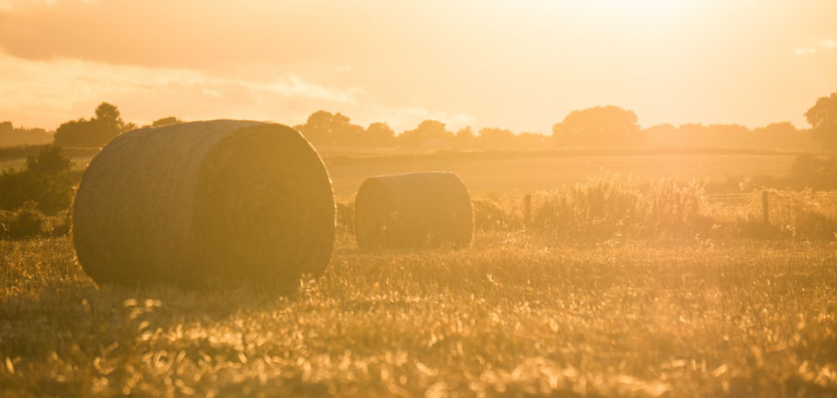 Farm at sunset