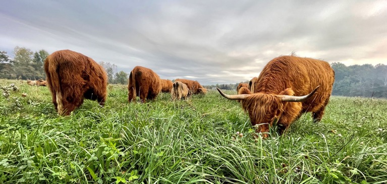 Annie Rodger's Highland Cattle 