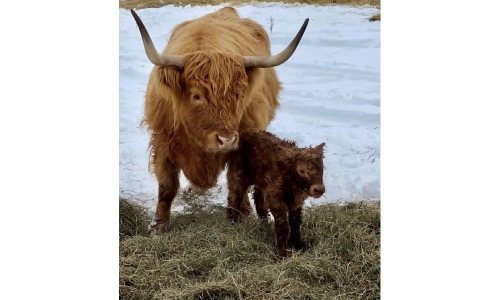 Annie Rodger's Highland Cattle 