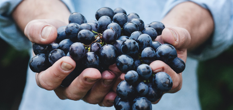 Hand holding grapes