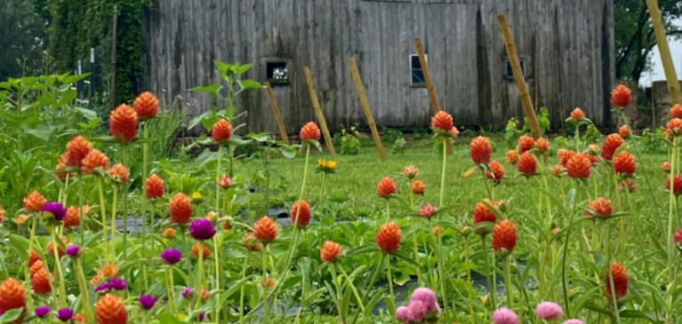 Flower Field