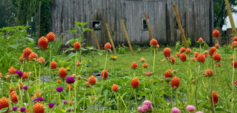 Flower Field 