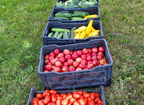 FarmLink- Baskets of produce 