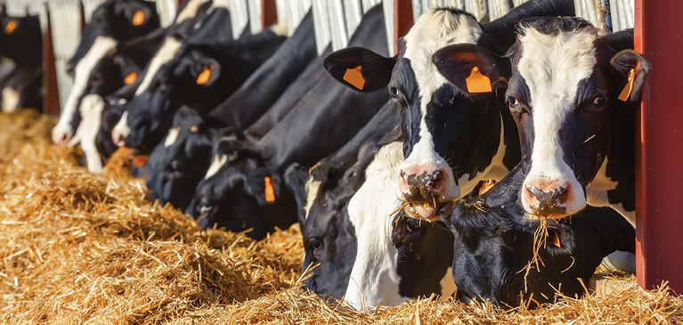 cows