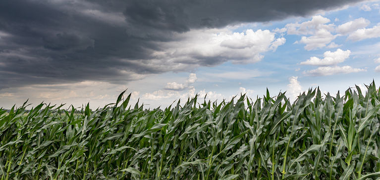 Corn field in a hail storm