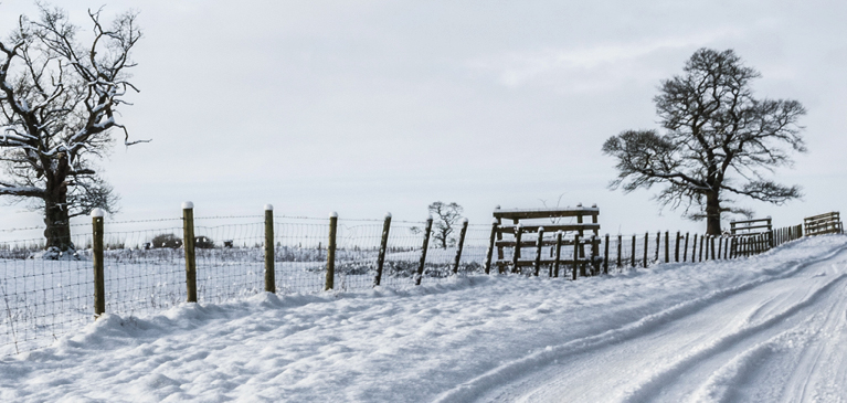 Winter scene with fence and trees