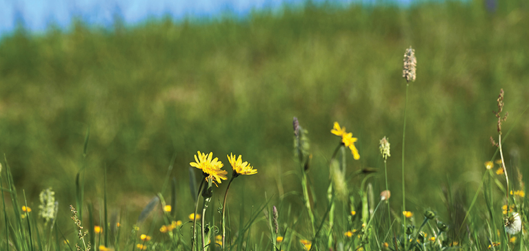 dandelion 