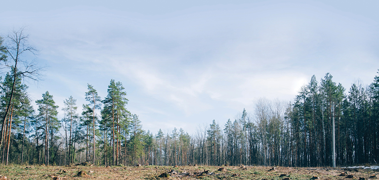 Timber Lot
