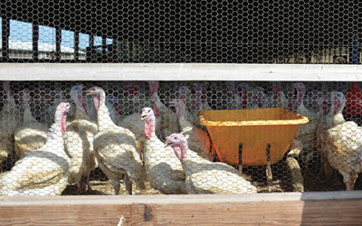 Young Beginning Small Farmer Zach Snider Turkeys