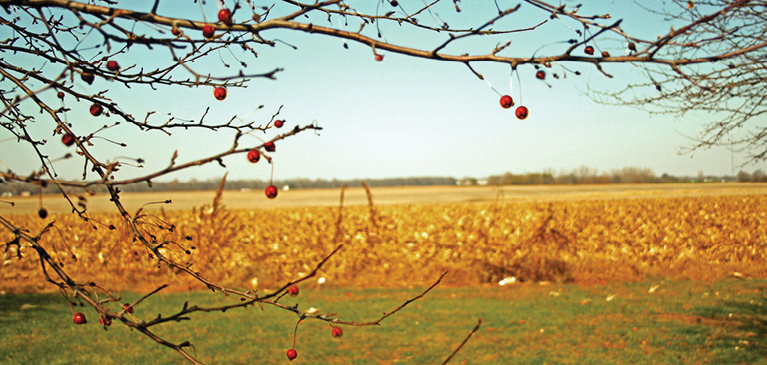 Bare cherry fruit with few cherries hanging from branches overlooking harvested, golden corn field in early fall season.