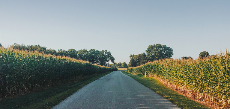 Narrow dirt road between two tall corn fields ready for harvest.
