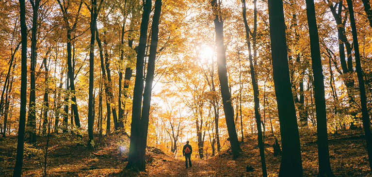 Summer day in the fall with yellow and orange leaves lighting up in the woods from the sunlight shining through.
