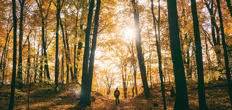 Summer day in the fall with yellow and orange leaves lighting up in the woods from the sunlight shining through. 