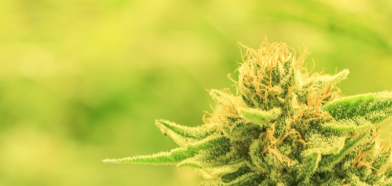 Close up of hemp flower buds in a green field out of focus ready for harvesting.