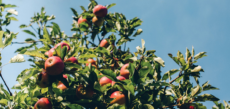 Close up of apples hanging from apple tree before being picked and used in delicious apple, bacon-wrapped chicken, barbecue slow cook dinner.