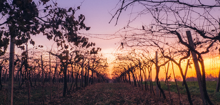 Sunrise in the fall in an apple orchard, cherry orchard or vineyard.