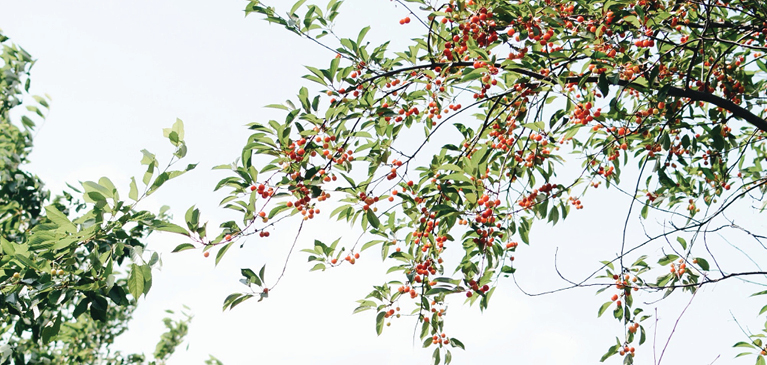 GreenStone cherry tree
