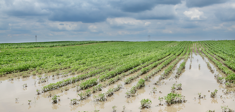 GreenStone Crop Insurance