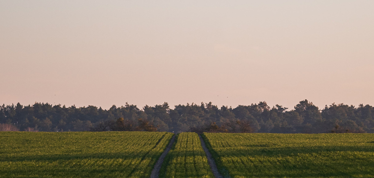 GreenStone field at sunset