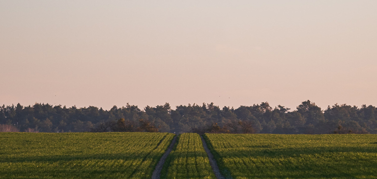GreenStone field at sunset