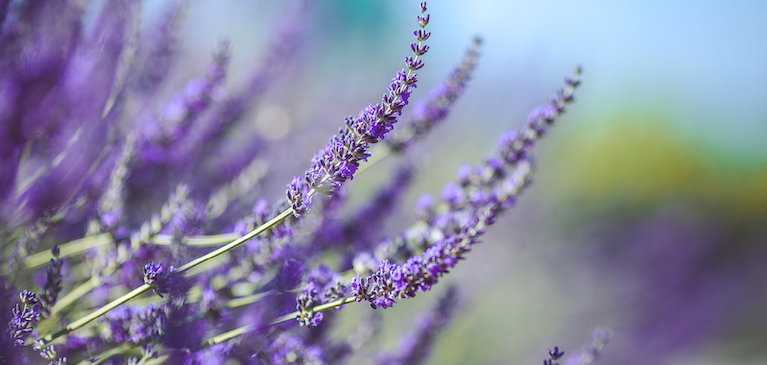 lavender in field