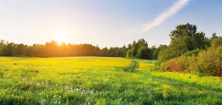 Field with sun