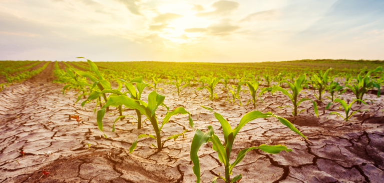 Partners Summer 2023 Crop Insurance Feature Sun setting over crop in a field