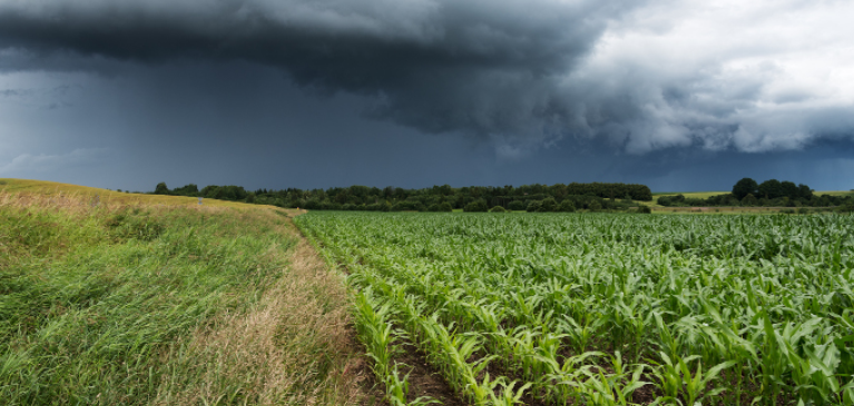 GreenStone Crop Insurance