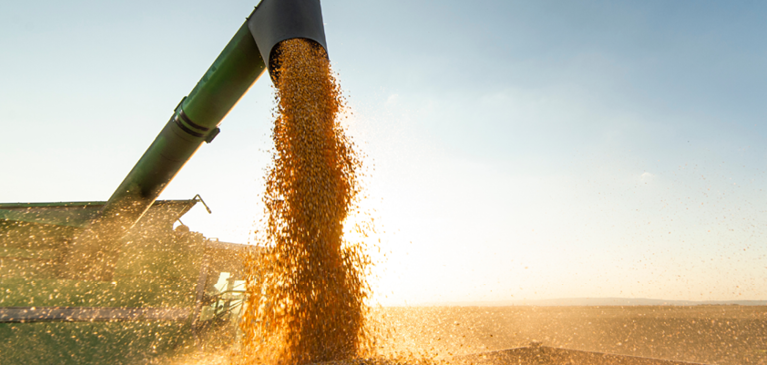 Corn going into grain bin