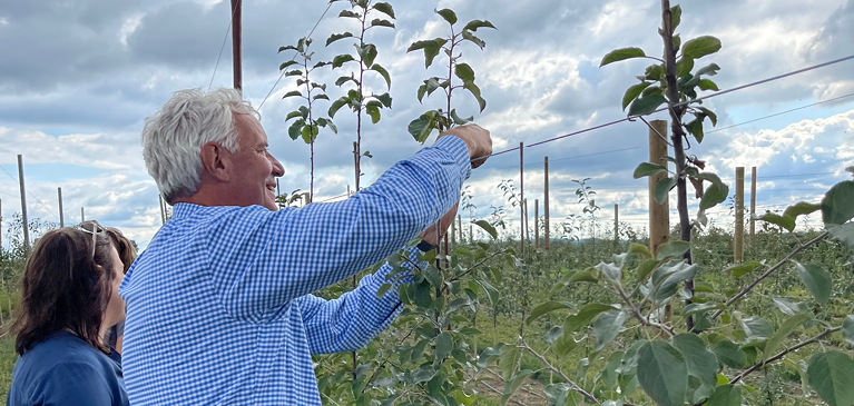 Man looking at apple trees