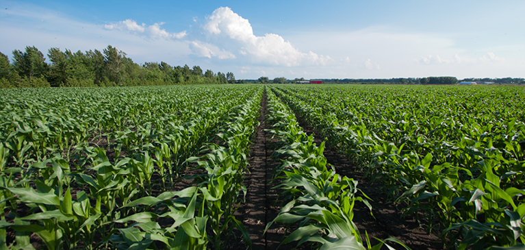 GreenStone soybean field