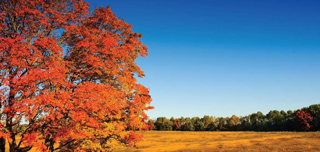 The GreenStone Story Value Beyond the Loan