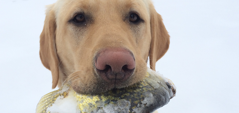 Lab dog holding a fish