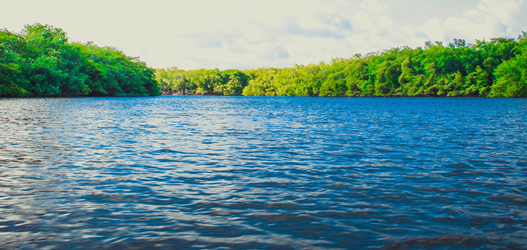 Photo lake surrounded by trees in the summer